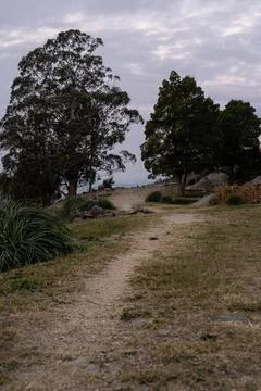 Dirt path through trees in a natural landscape at dusk Stock Photos