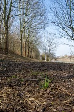 Dirt path through trees under blue sky Stock Photos