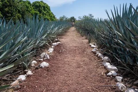 Dirt path through a vast agave field leading into the distance under clear sky Stock Photos