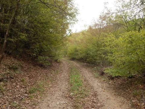 A dirt path through the woods covered with autumn leaves Stock Photos