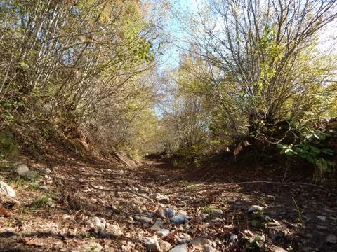 A dirt path through the woods surrounded by trees with autumn leaves Stock Photos