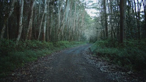 Dirt Path With Trees Stock Footage 75251395