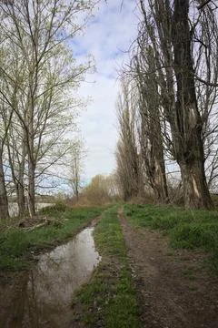 Dirt path with trees Stock Photos