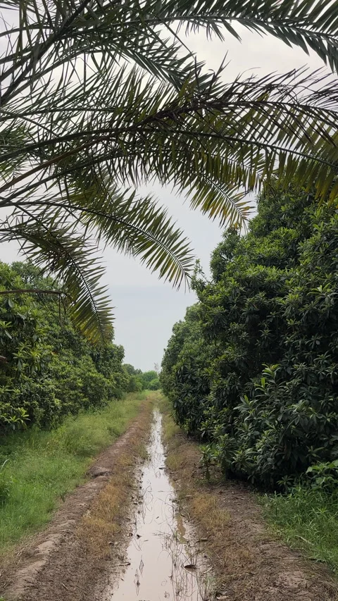 Dirt Path with Water-Filled Ditch in Green Grove 库存影片 342555630