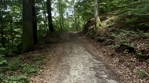 Dirt Path Winding Through a Dense Green Forest, Peaceful Woodland Trail Surround Stock Footage 341394778