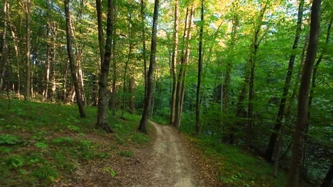 	Dirt path winding through a dense green forest.  Stock Footage 346654347