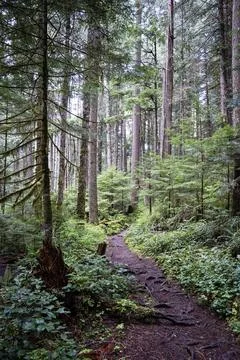 Dirt path winding through dense evergreen forest Stock Photos