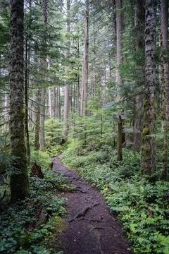 Dirt path winding through dense evergreen forest Stock Photos