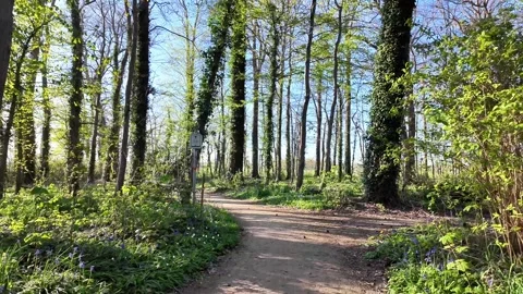 Dirt path winding through a forest of blooming bluebells. Vidéo 333205818