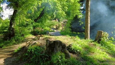 Dirt path winding through a green park with old mossy tree stumps Stock Footage 334865798