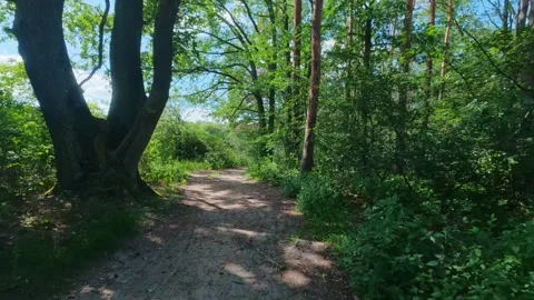 Dirt path winding through green forest trees on sunny day. Bicycle POV Stock Footage 342254874
