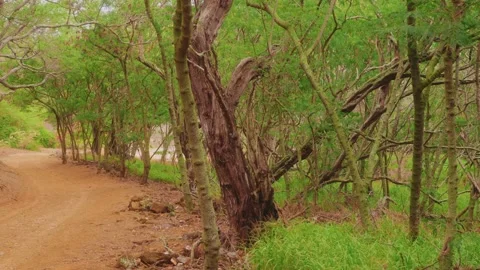 Dirt Path Winding Through Koko Crater Botanical Garden, Oahu, Hawaii Stock Footage 325751415