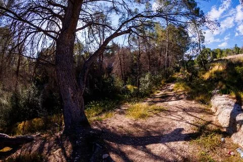 Dirt Path Winding Through Mediterranean Forest Fotos Stock