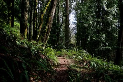 A dirt path winding through a shadowy forest, surrounded by ferns Stock Photos