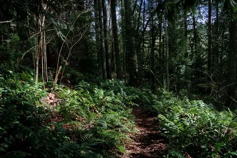 A dirt path winding through a shadowy forest, surrounded by ferns Stock Photos