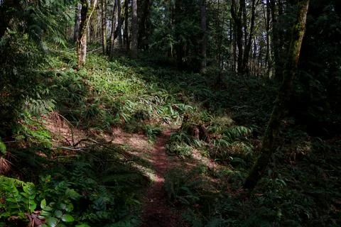 A dirt path winding through a shadowy forest, surrounded by ferns Stock Photos