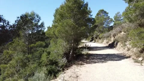 Dirt path winding through a sun-dappled forest with dry brush and pine trees Stock Footage 326368585
