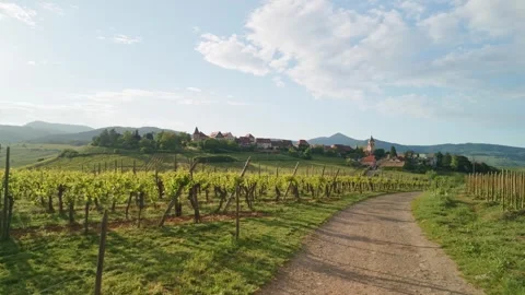 A dirt path winding through sunny vineyards toward the hilltop village Видео 336910571