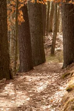 Dirt path winds among trees Stock Photos