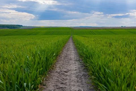 A dirt path winds through a bright green field, framed by expansive clouds .. Stock Photos