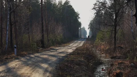 A dirt path winds through a dense forest, lined by tall trees. The ground is Stock Footage 279992507
