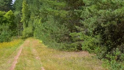 Dirt path winds through dense green forest 動画素材 342711535
