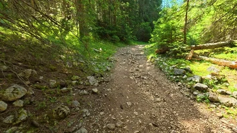 Dirt path winds through dense green forest. Hiking Trail, Durmitor Видео 342975275