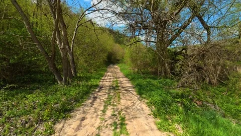 Dirt path winds through green forest. Balkan, Eastern Europe, POV Stock Footage 333589406