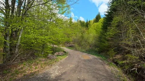 Dirt path winds through green forest. Near Tupavica Waterfall, Serbia Video stock 335531105