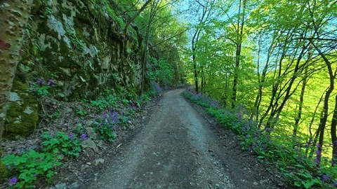 Dirt path winds through lush green forest. Balkan, Eastern Europe, POV 스톡 동영상 333349498