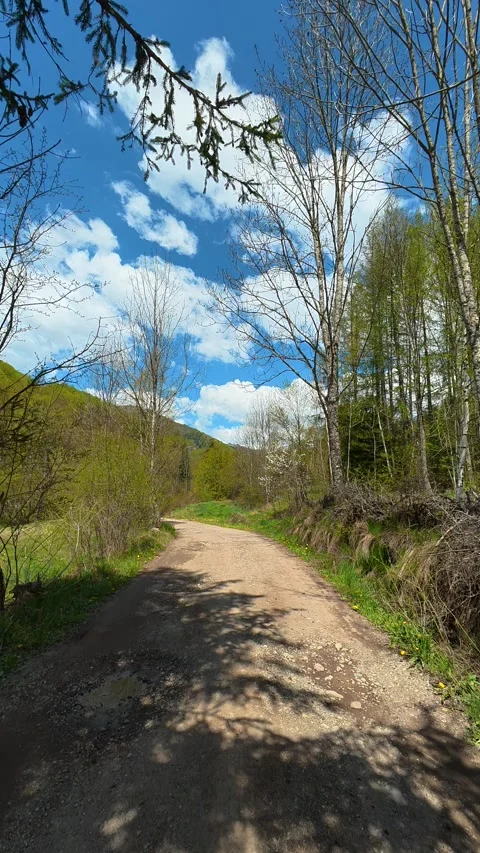 Dirt path winds through lush green forest. Tupavica area, Vertical Video stock 335946917