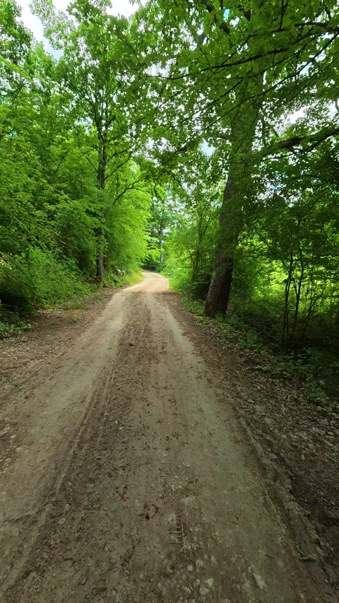 Dirt path winds through lush green forest canopy. Vrmdza Lake, Serbia. Vertical Video stock 338029436