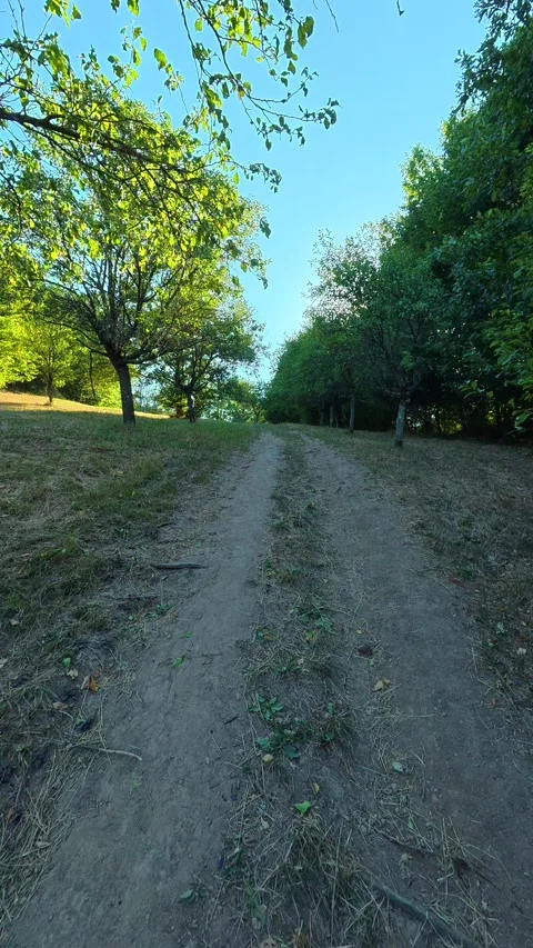 Dirt path winds through lush green trees. Boracki krs Serbia Vertical 動画素材 345005879