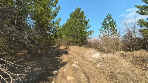 Dirt path winds through pine trees and dry brush. Mount Rtanj Area, Serbia Vidéo 331281286