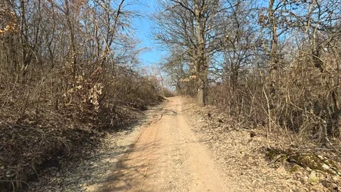 Dirt path winds through quiet forest. Mount Rtanj Area, Serbia 스톡 동영상 331279889