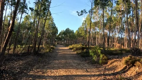 A dirt path winds through a sunlit eucalyptus forest under a blue sky Stock Footage 346293168