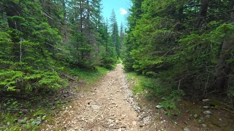 Dirt path winds through tall green pines. Hiking Trail, Durmitor Видео 342977198
