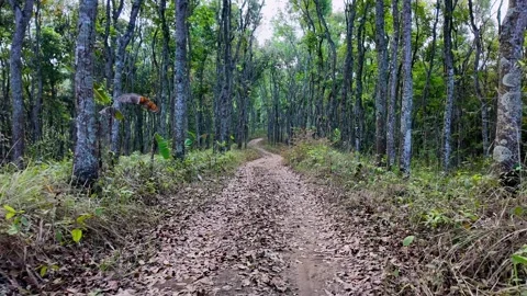 Dirt path winds through tall green trees Stock Footage 345137359