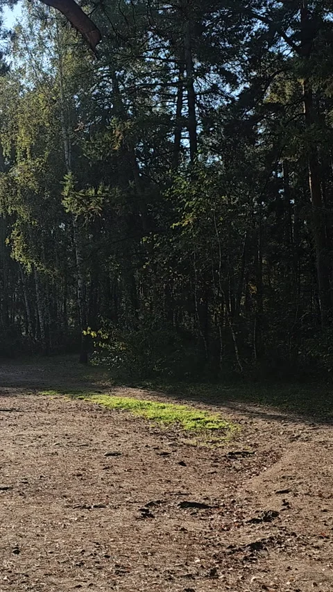 Dirt path winds through tall green trees Stockbeeldmateriaal 347673166