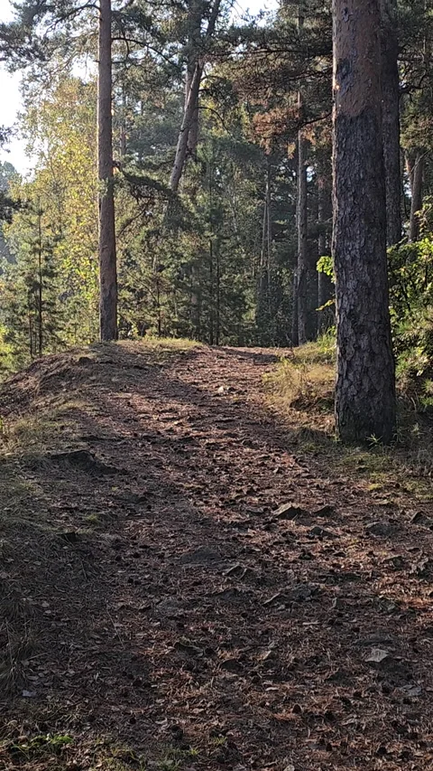 Dirt path winds through tall pine trees Stock-Footage 347696217