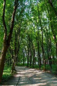 A dirt path winds through tall trees in a park. Sunlight filters through the  Stock Photos