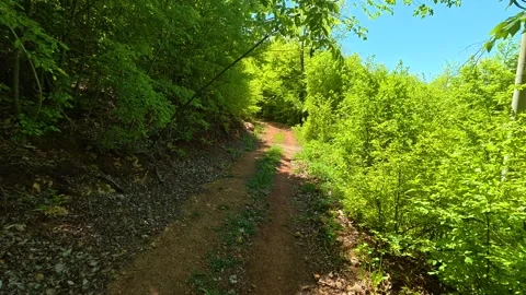 Dirt path winds through vibrant green forest. Ovcar Kalbar Gorge, Serbia Видео 333843485