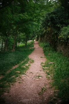 Dirt path within an area with vegetation. Stock Photos