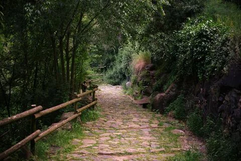 Dirt path within an area with vegetation. Stock Photos