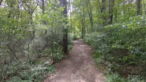 Dirt path in the woods. Stock Footage 315794947