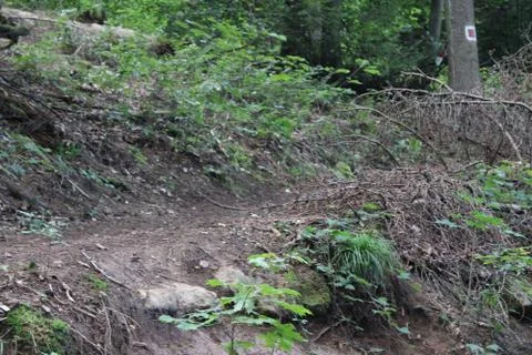 Dirt path in the woods Stock Photos
