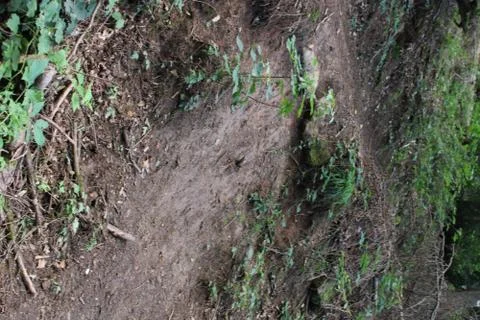 Dirt path in the woods Stock Photos