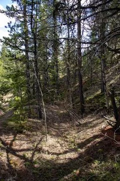 A Dirt Path In The Woods With Trees. Stock Photos