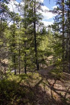 A Dirt Path In The Woods With Trees. Stock Photos