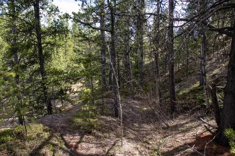 A Dirt Path In The Woods With Trees. Stock Photos